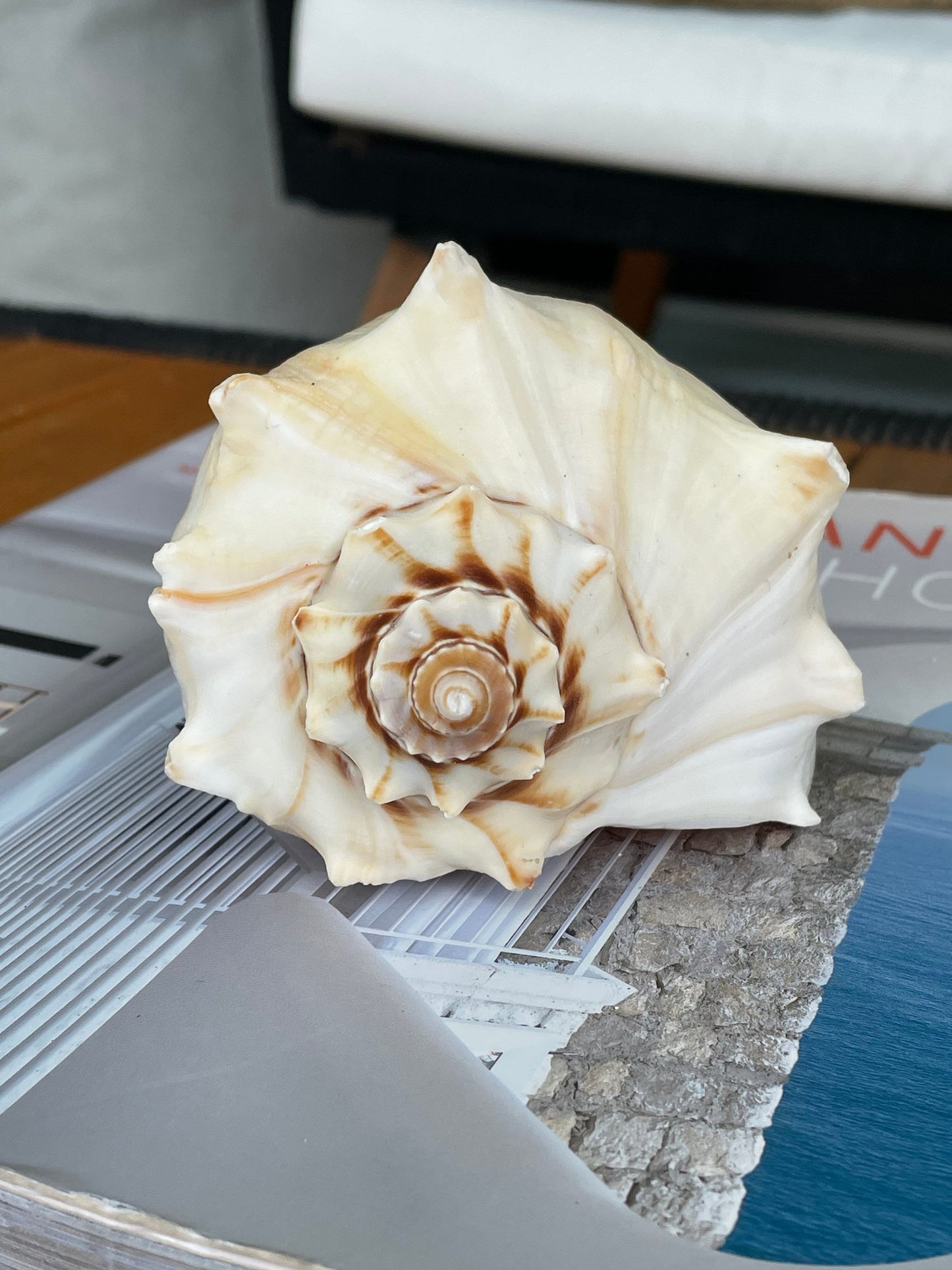 Natural North Pacific Whelk Conch Sea Shell Large Seashell Beach Nautical Home Décor Coastal Display