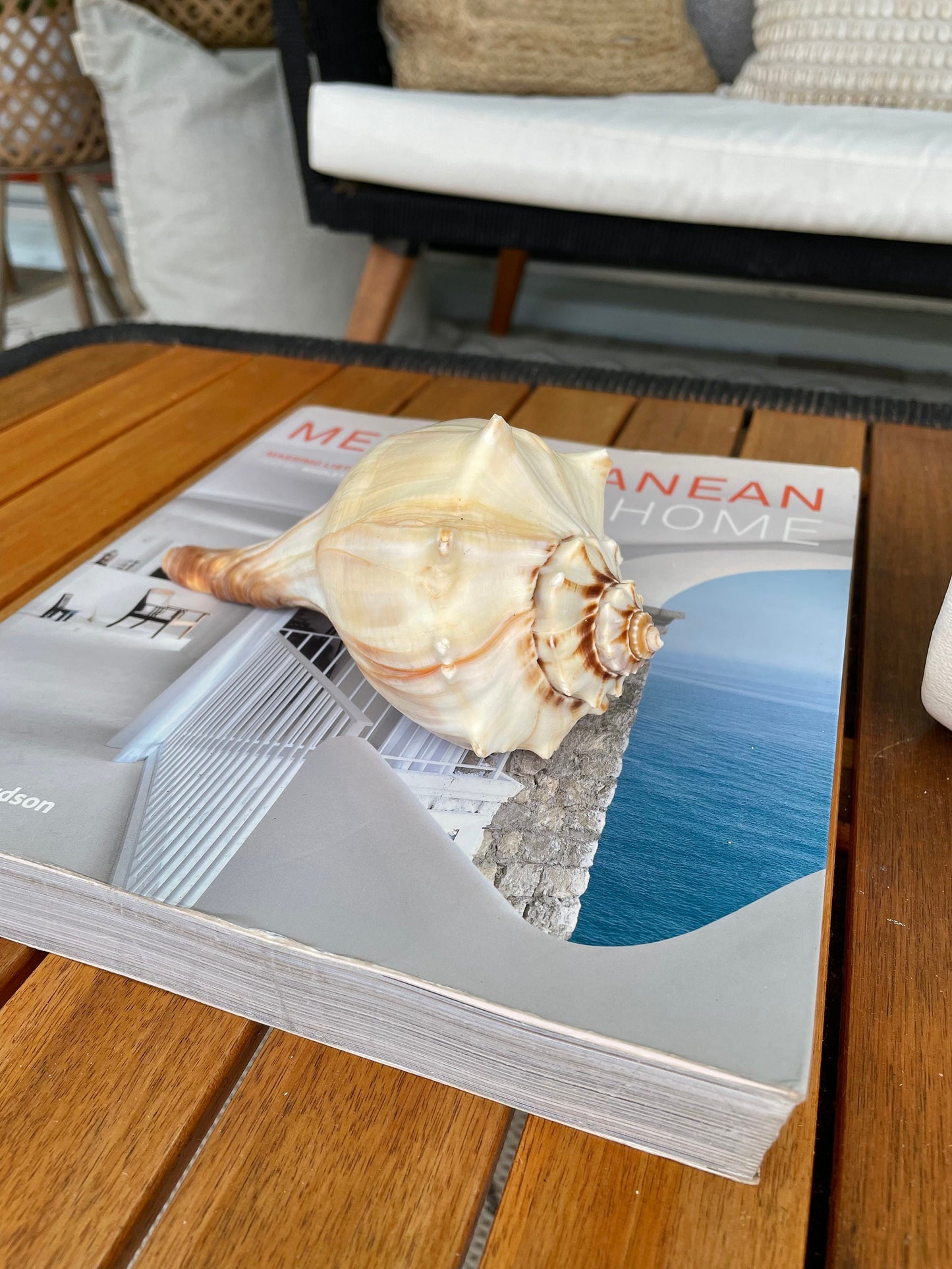 Natural North Pacific Whelk Conch Sea Shell Large Seashell Beach Nautical Home Décor Coastal Display