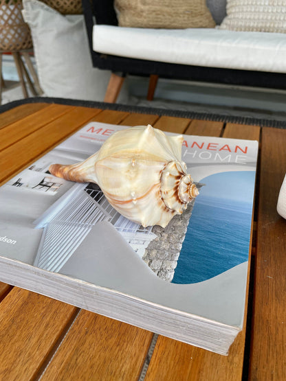 Natural North Pacific Whelk Conch Sea Shell Large Seashell Beach Nautical Home Décor Coastal Display