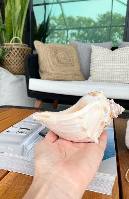 Natural North Pacific Whelk Conch Sea Shell Large Seashell Beach Nautical Home Décor Coastal Display
