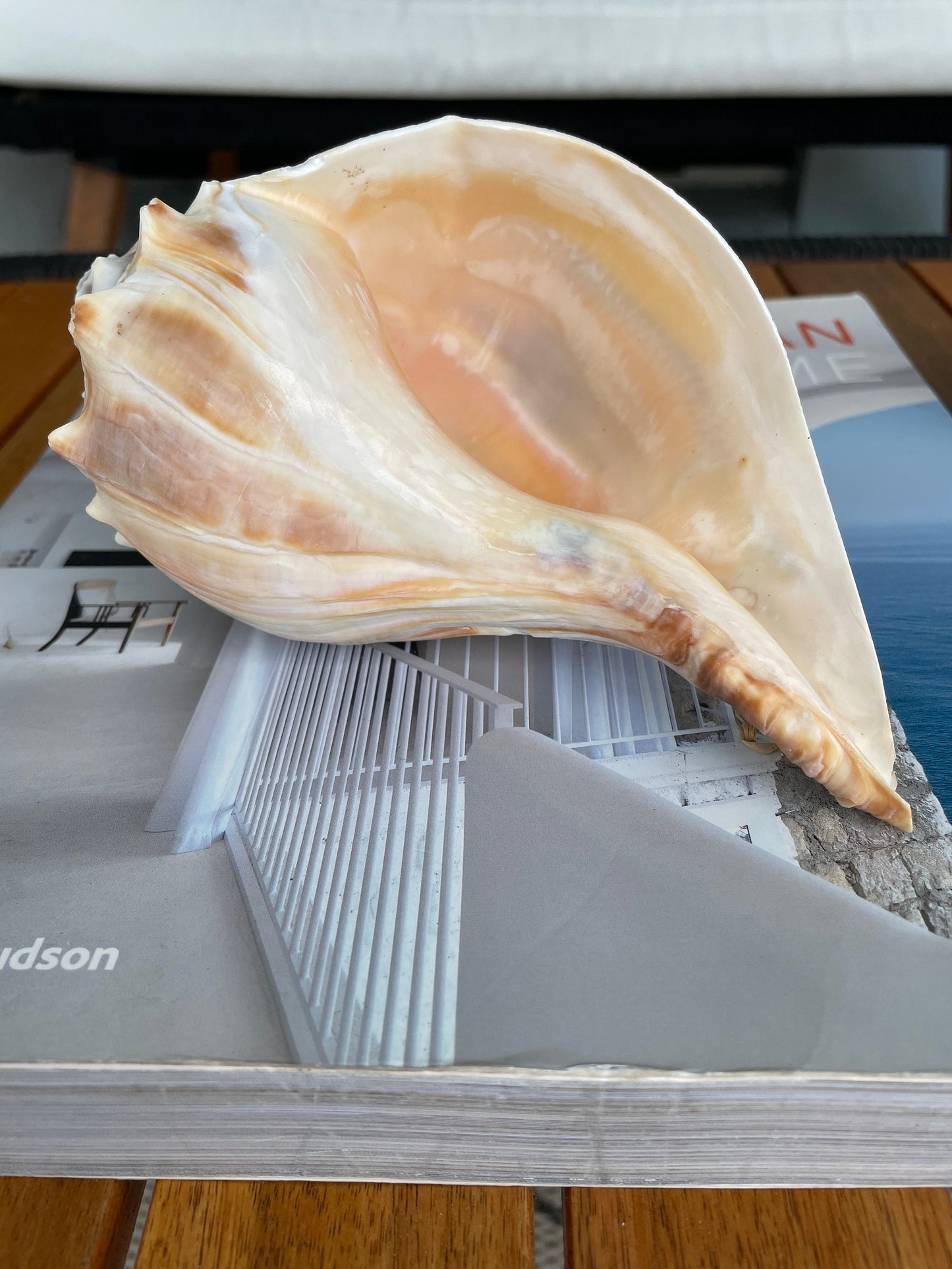 Natural North Pacific Whelk Shell *All Sizes* Coastal Home Décor