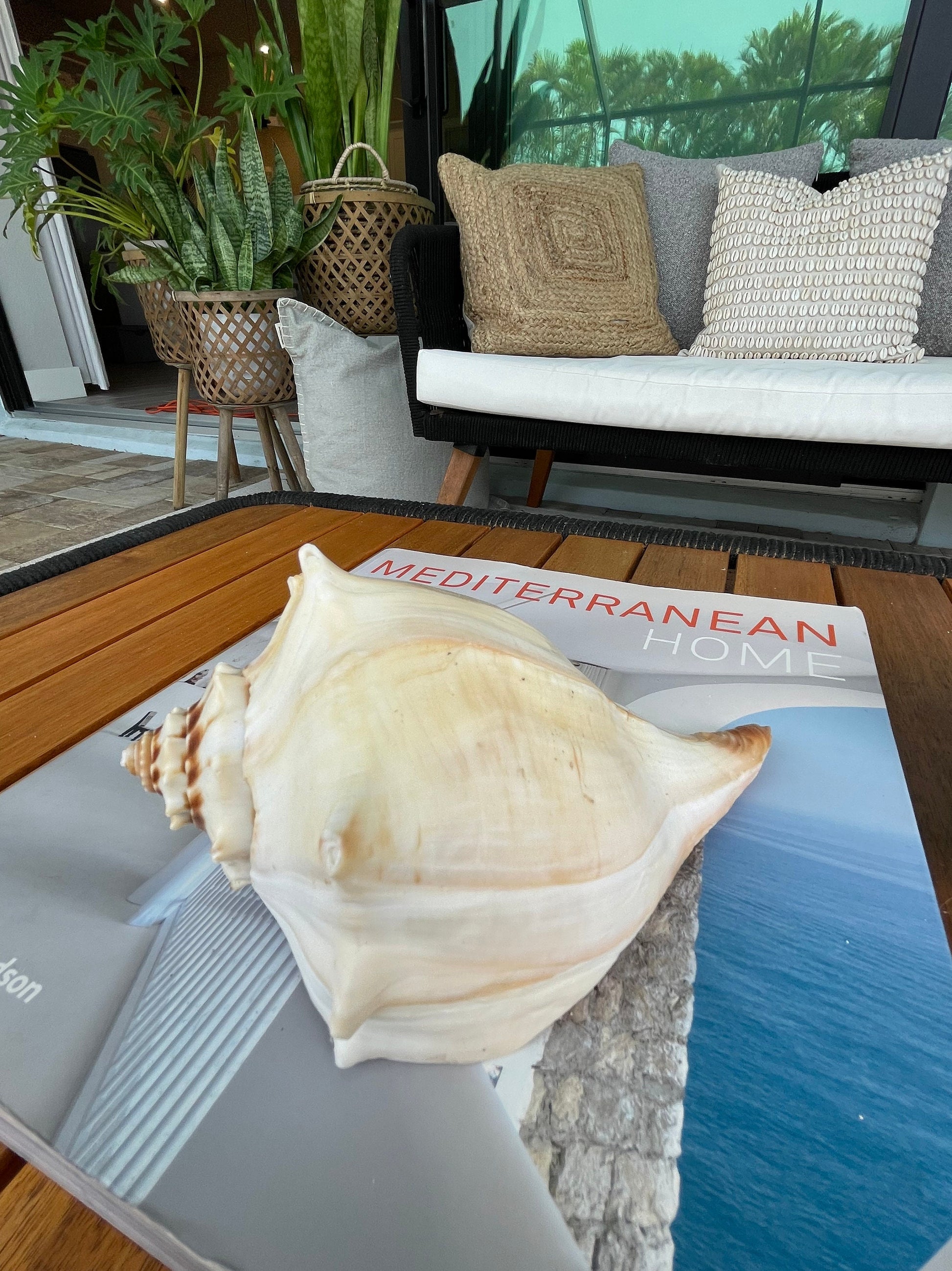 Natural North Pacific Whelk Conch Sea Shell Large Seashell Beach Nautical Home Décor Coastal Display