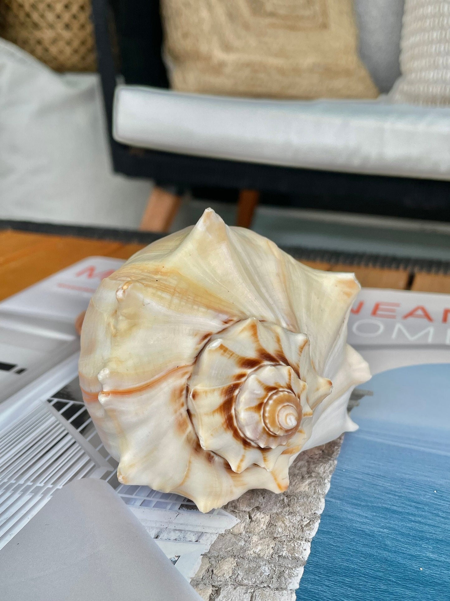 Natural North Pacific Whelk Conch Sea Shell Large Seashell Beach Nautical Home Décor Coastal Display