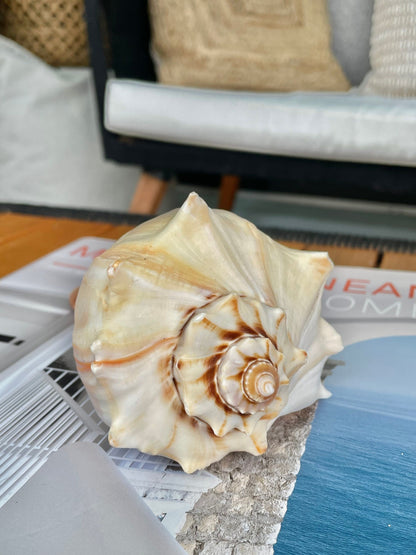 Natural North Pacific Whelk Conch Sea Shell Large Seashell Beach Nautical Home Décor Coastal Display