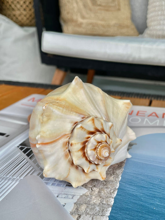 Natural North Pacific Whelk Conch Sea Shell Large Seashell Beach Nautical Home Décor Coastal Display