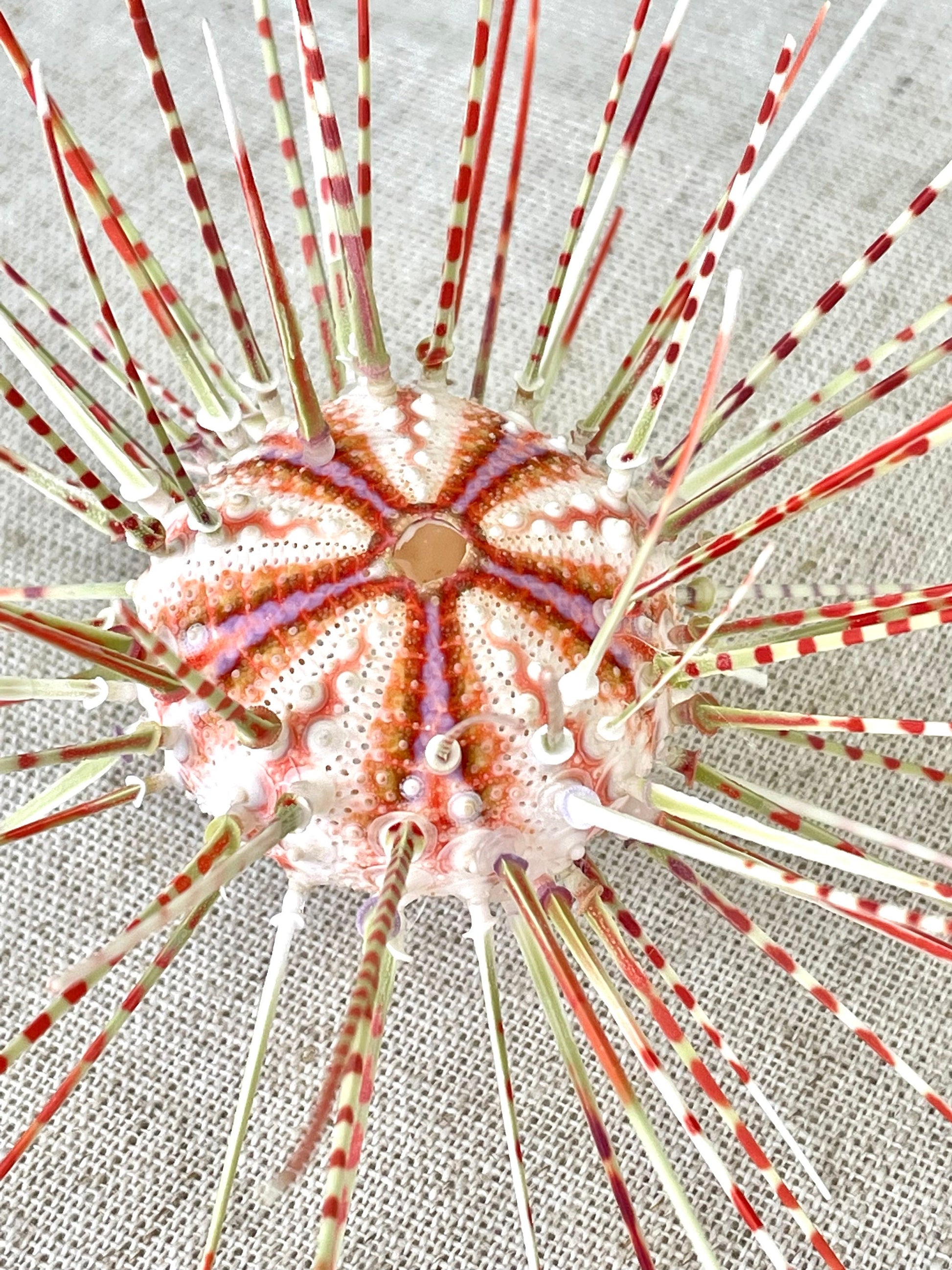 100% Natural From Ocean ,Very Rare Colorful Deep Water Sea Urchin w/Spines COELOPLEURUS MAILARDII