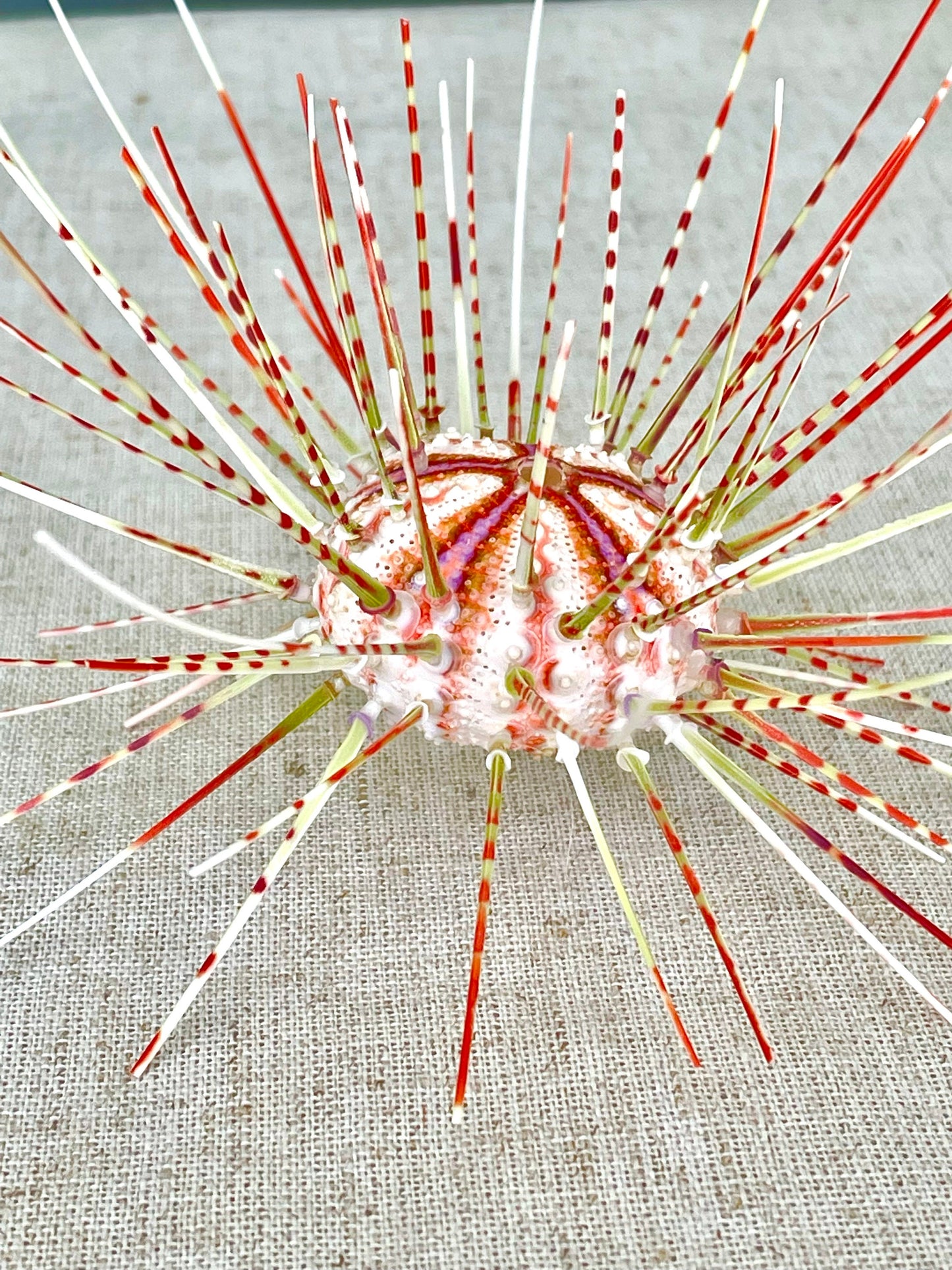 100% Natural From Ocean ,Very Rare Colorful Deep Water Sea Urchin w/Spines COELOPLEURUS MAILARDII
