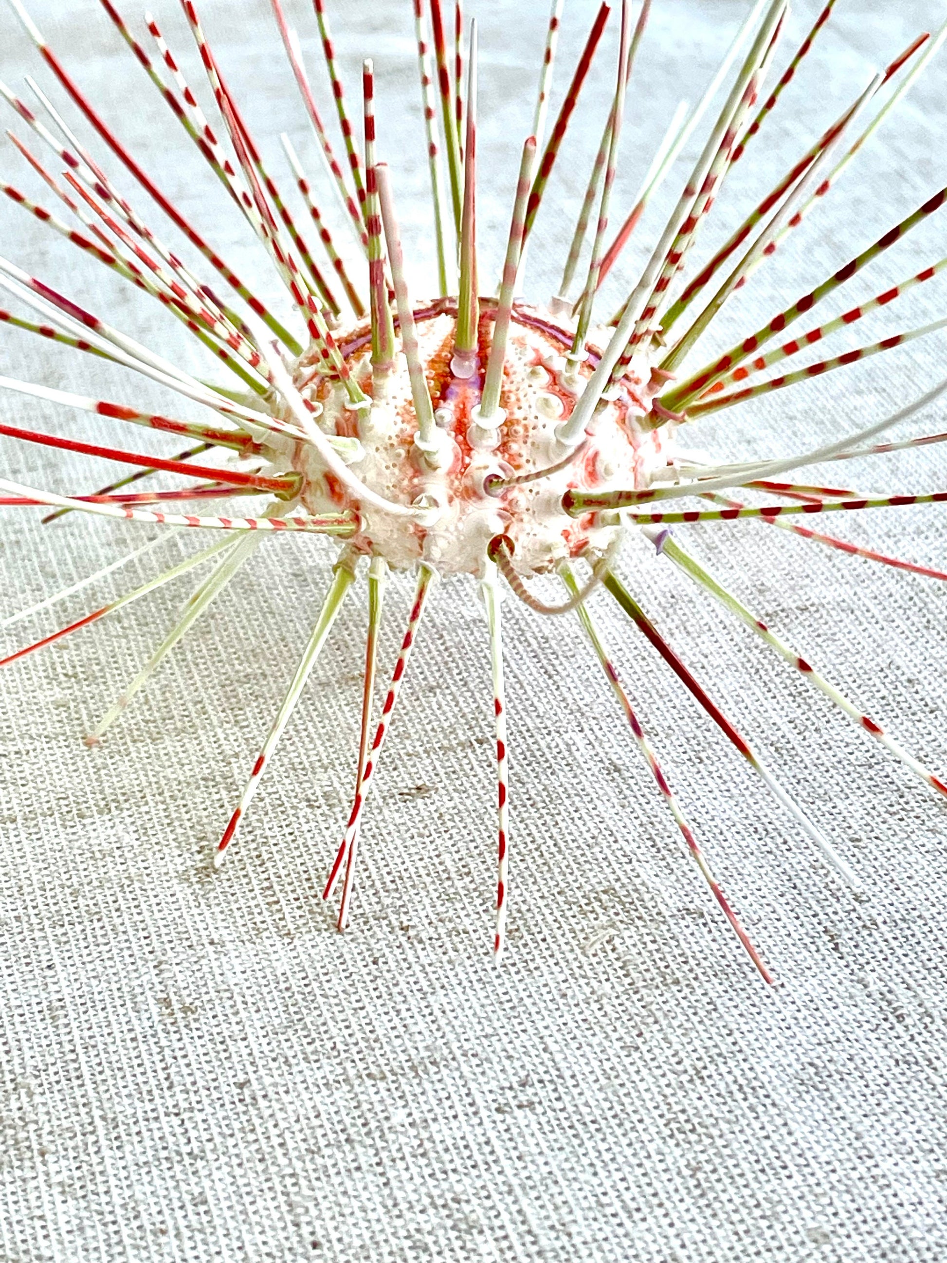 100% Natural From Ocean ,Very Rare Colorful Deep Water Sea Urchin w/Spines COELOPLEURUS MAILARDII