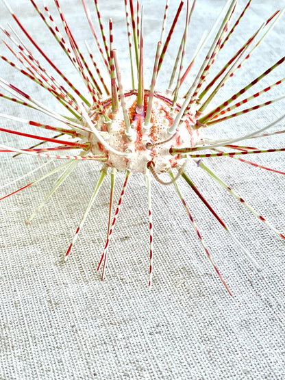 100% Natural From Ocean ,Very Rare Colorful Deep Water Sea Urchin w/Spines COELOPLEURUS MAILARDII