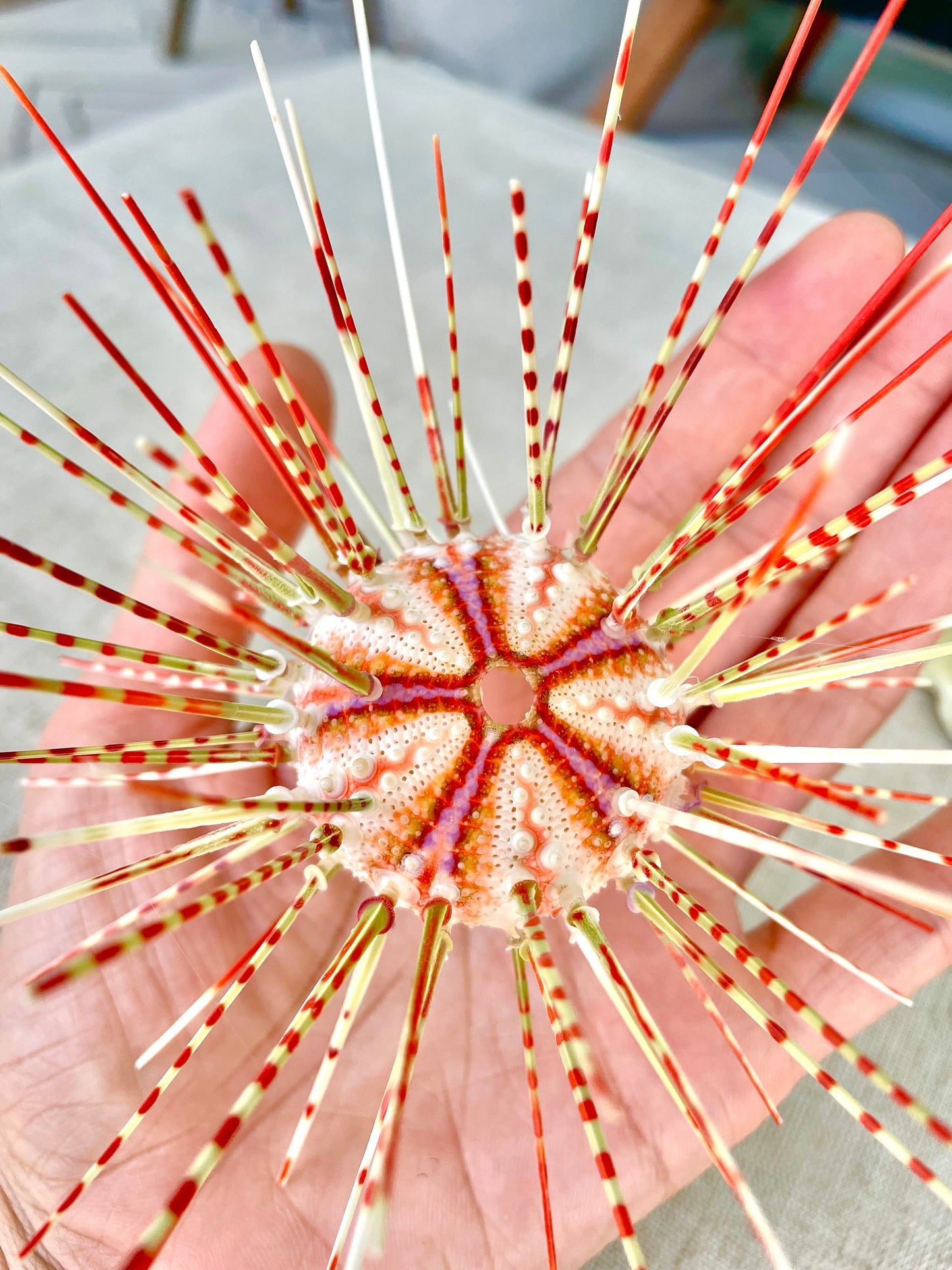 100% Natural From Ocean ,Very Rare Colorful Deep Water Sea Urchin w/Spines COELOPLEURUS MAILARDII