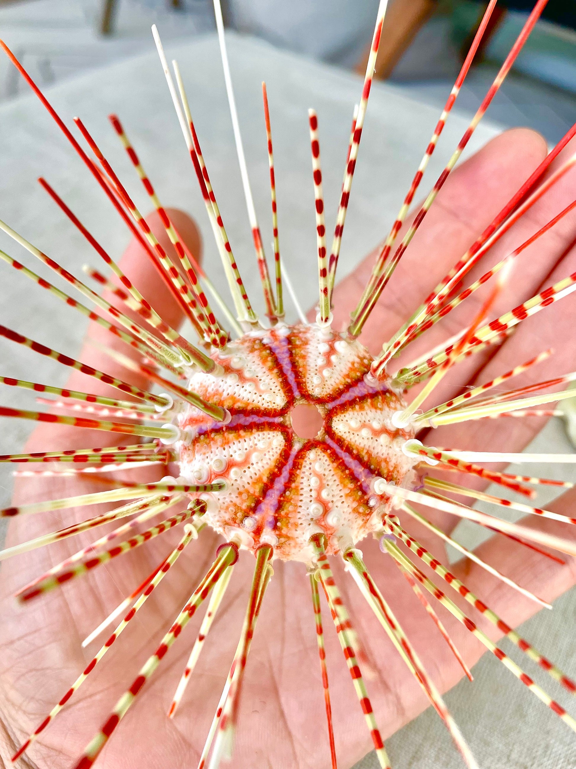 100% Natural From Ocean ,Very Rare Colorful Deep Water Sea Urchin w/Spines COELOPLEURUS MAILARDII