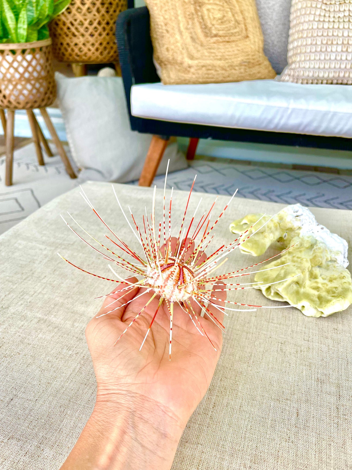 100% Natural From Ocean ,Very Rare Colorful Deep Water Sea Urchin w/Spines COELOPLEURUS MAILARDII