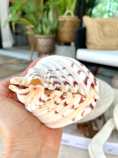 PAIRED SET 4-5" Large Bear Claw Clam Sea Shell Seashell Beach Coastal Home Décor Ocean Life Specimen