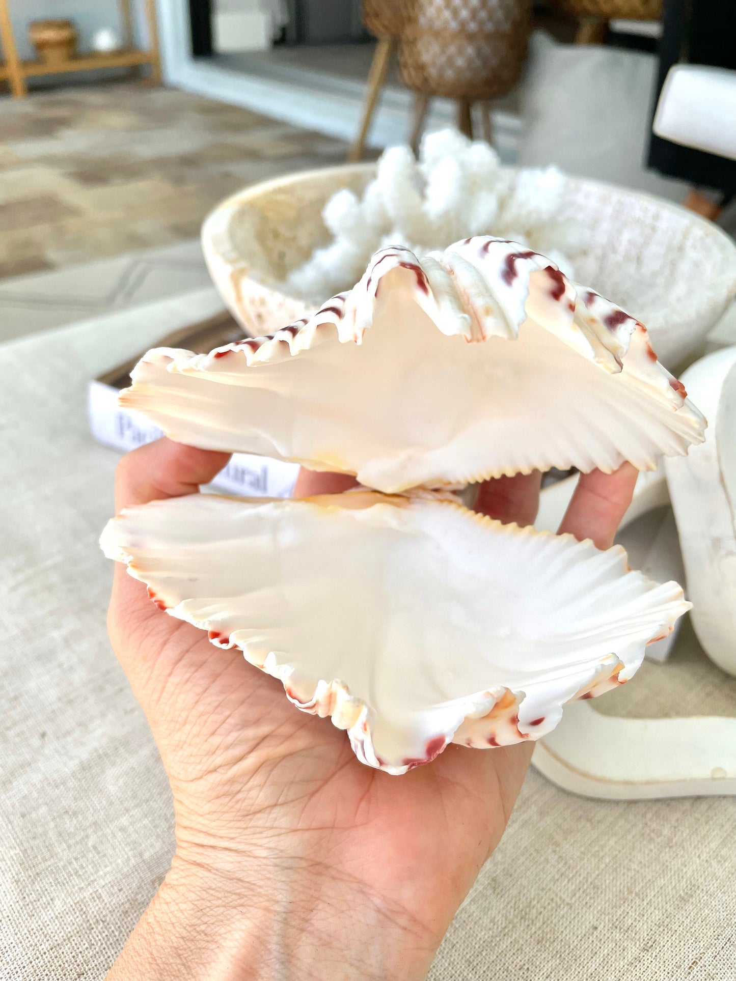 BEAR CLAW CLAM Shells 4-5" Paired Seashell Natural White Display Seashell Beach Crafts