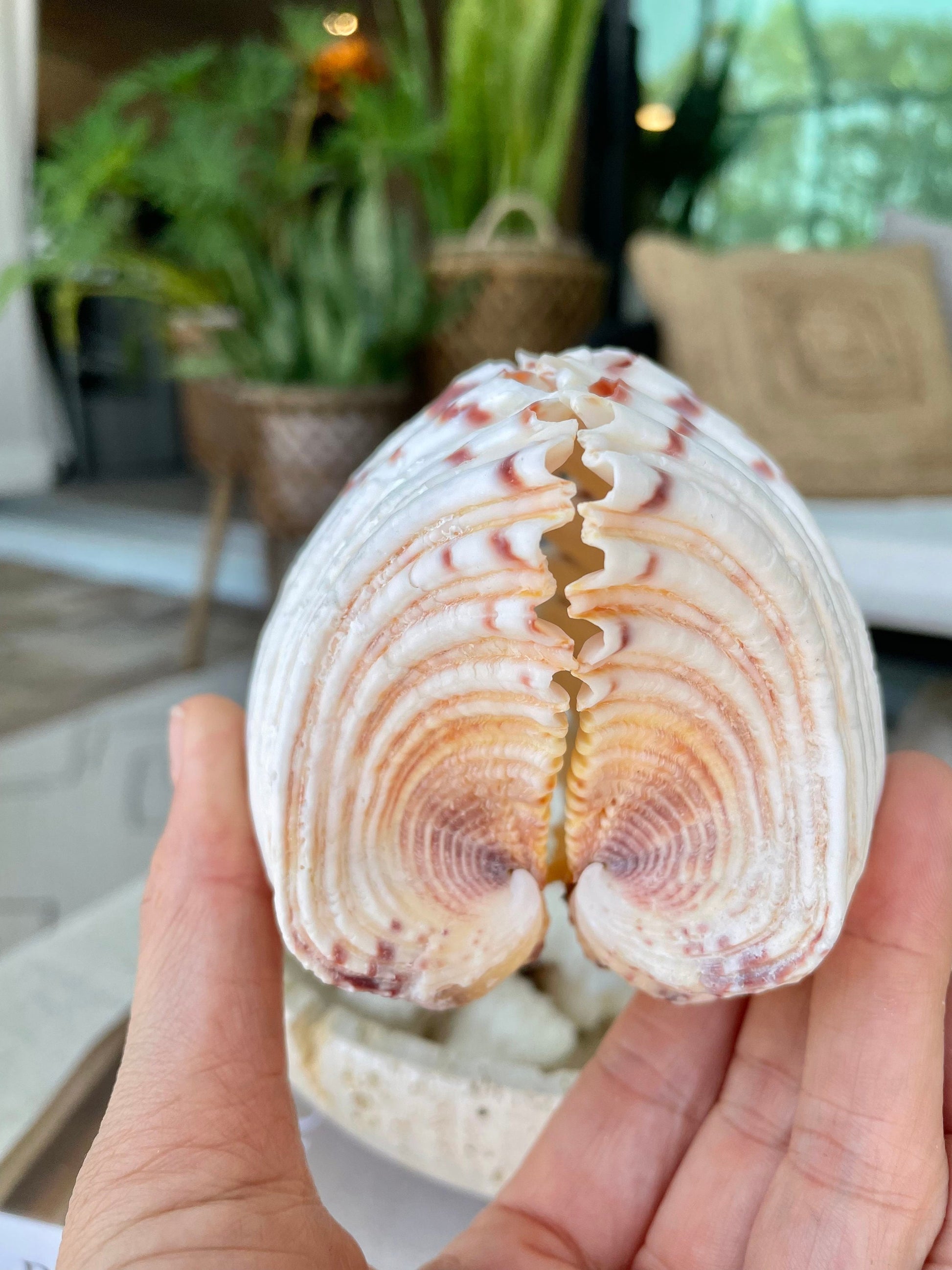 PAIRED SET 4-5" Large Bear Claw Clam Sea Shell Seashell Beach Coastal Home Décor Ocean Life Specimen