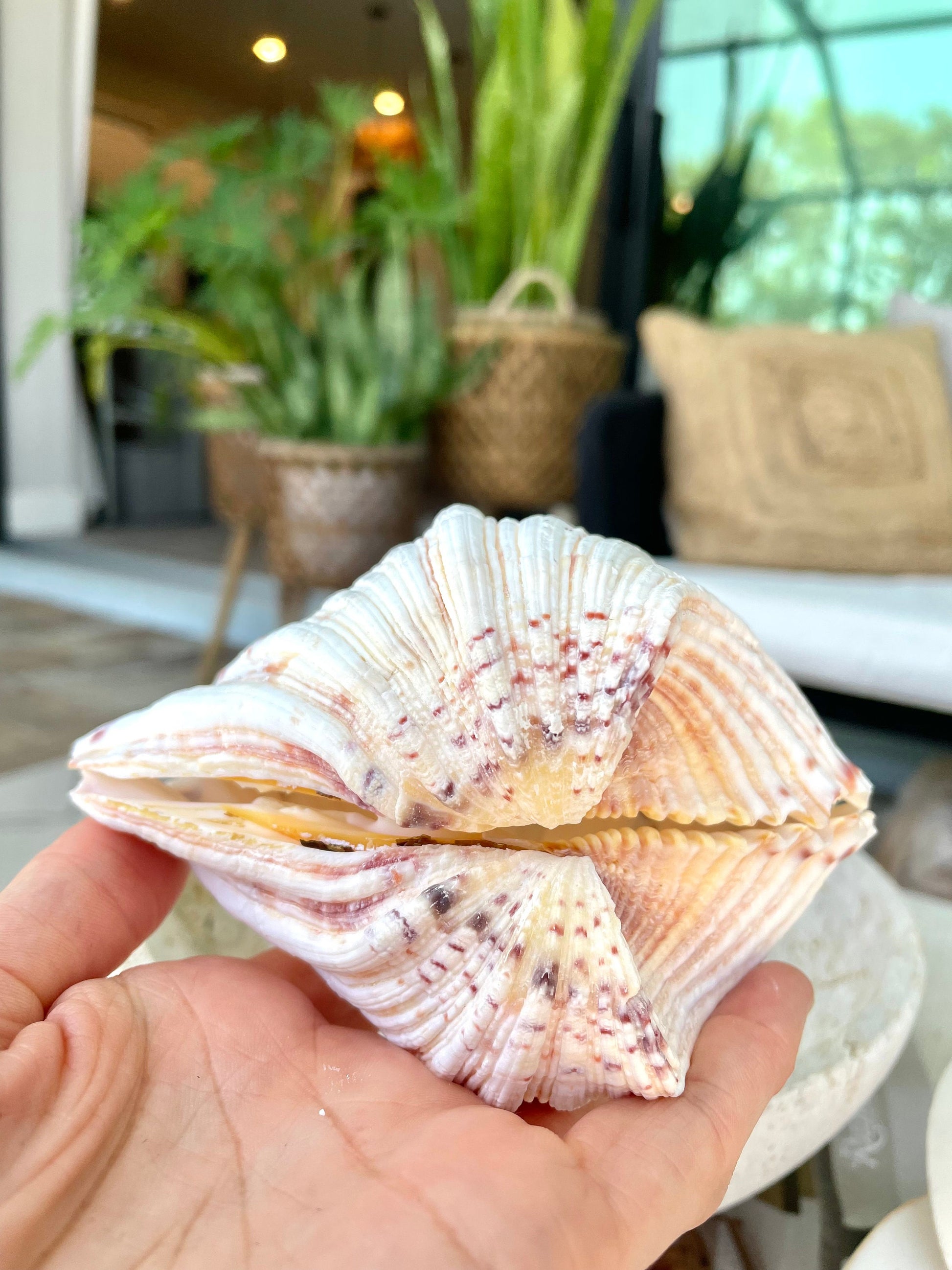 PAIRED SET 4-5" Large Bear Claw Clam Sea Shell Seashell Beach Coastal Home Décor Ocean Life Specimen