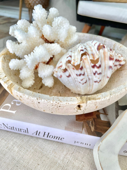 PAIRED SET 4-5" Large Bear Claw Clam Sea Shell Seashell Beach Coastal Home Décor Ocean Life Specimen