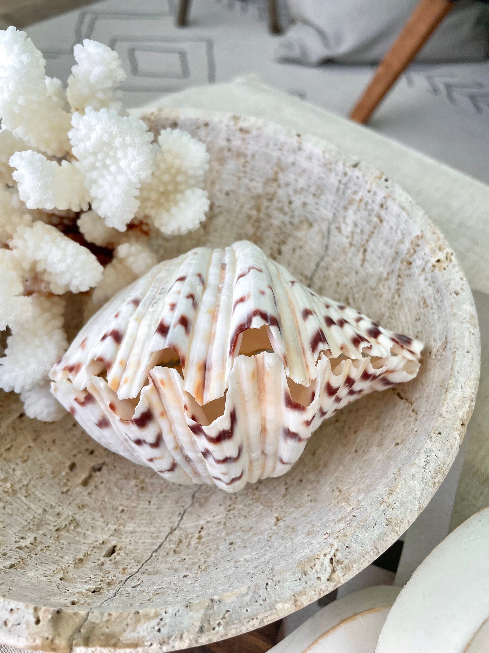 BEAR CLAW CLAM Shells 4-5" Paired Seashell Natural White Display Seashell Beach Crafts