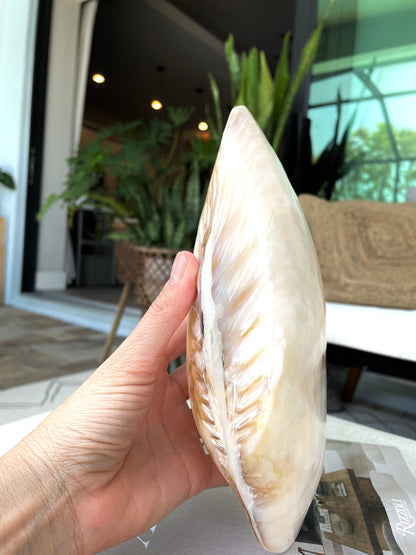 Giant Full Mussel Shell: 7-10" Iridescent Mother of Pearl, Nautical Coastal Décor