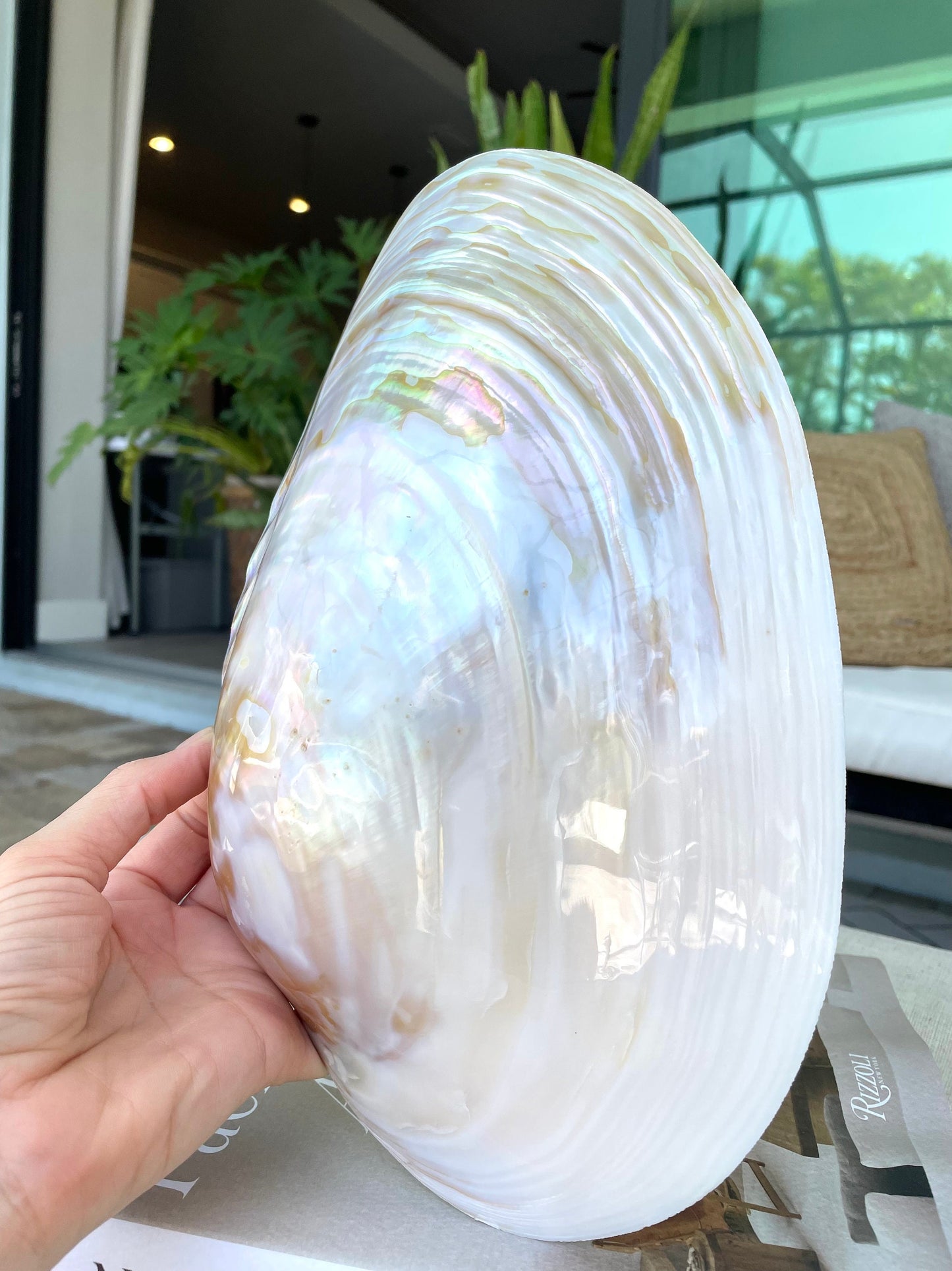 Giant Full Mussel Shell: 7-10" Iridescent Mother of Pearl, Nautical Coastal Décor