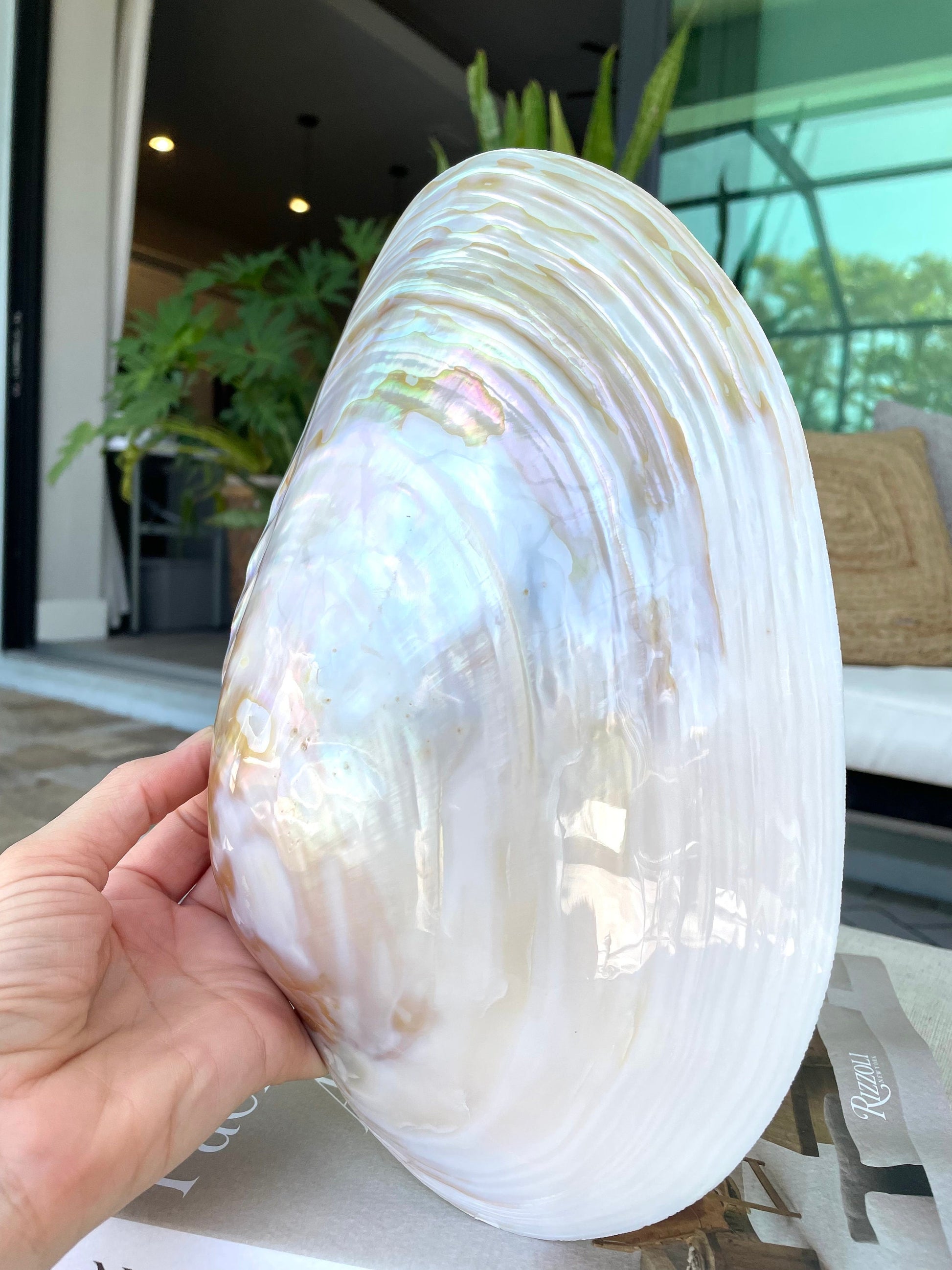 Giant Full Mussel Shell: 7-10" Iridescent Mother of Pearl, Nautical Coastal Décor