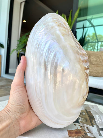 Giant Full Mussel Shell: 7-10" Iridescent Mother of Pearl, Nautical Coastal Décor