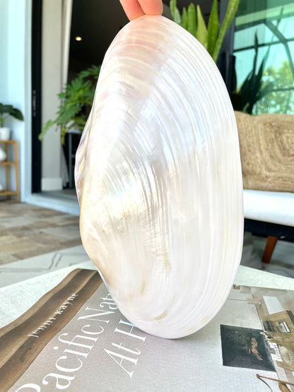 Giant Full Mussel Shell: 7-10" Iridescent Mother of Pearl, Nautical Coastal Décor
