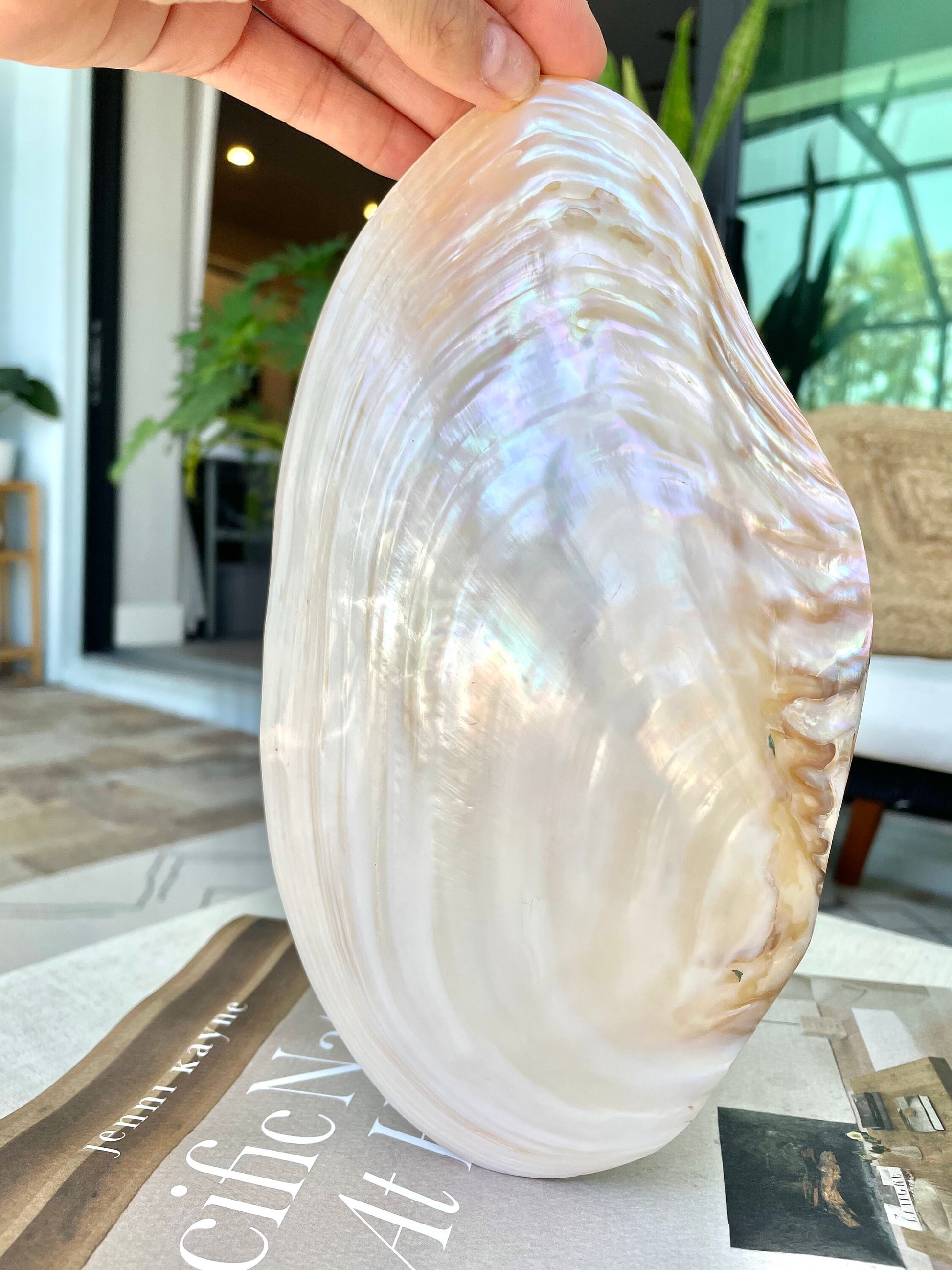 GIANT FULL MUSSEL Shell Pair *All Sizes* Mother of Pearl Irredescent Display Seashell Large Clam Beach Coastal Décor