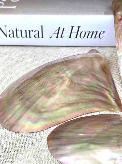 POLISHED WING OYSTER Shells * All Sizes* Natural Jewelry Pendent Making Supply Mother Of Pearl Seashell
