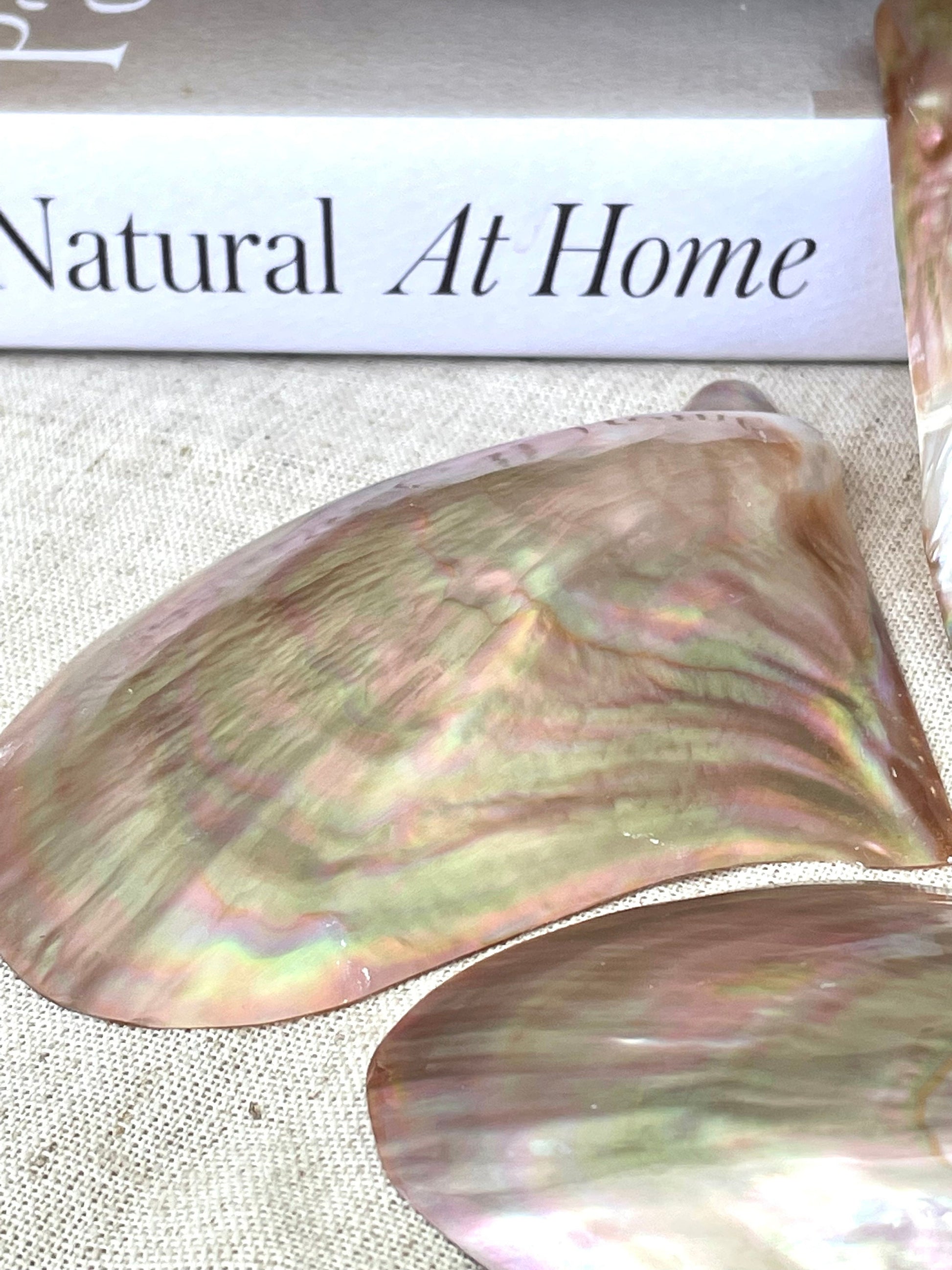 Iridescent Wing Oyster Shell: Brown Lip Mother of Pearl, Jewelry Pendant (2.5-6")