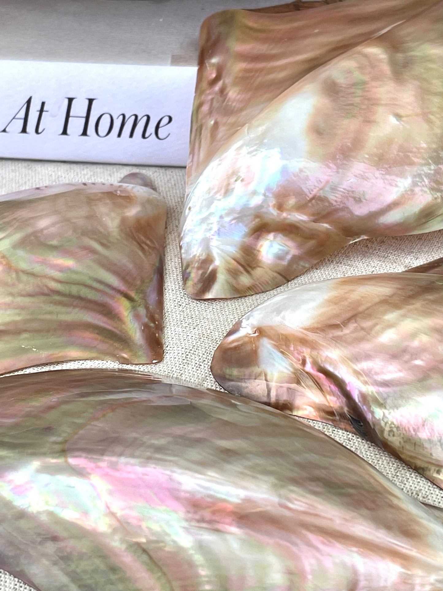 POLISHED WING OYSTER Shells * All Sizes* Natural Jewelry Pendent Making Supply Mother Of Pearl Seashell