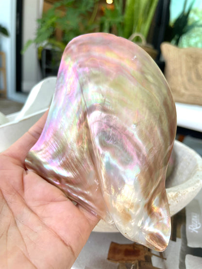 POLISHED WING OYSTER Shells * All Sizes* Natural Jewelry Pendent Making Supply Mother Of Pearl Seashell