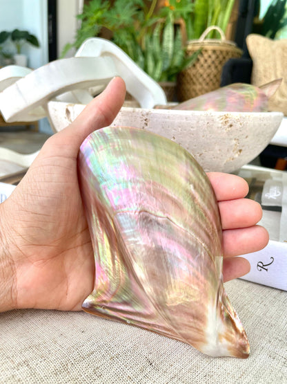 POLISHED WING OYSTER Shells * All Sizes* Natural Jewelry Pendent Making Supply Mother Of Pearl Seashell