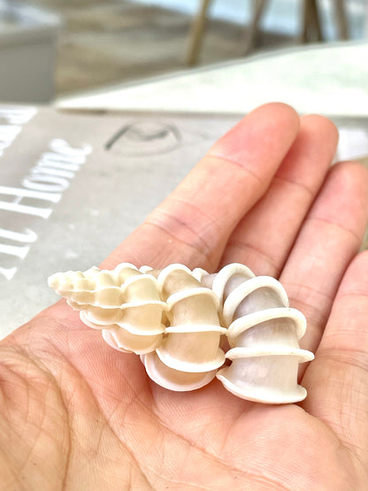 PRECIOUS WENTLETRAP Shell *All Sizes* Natural Light Beige White Seashell Collectors Display Beach Home Décor Coastal Epitonium Scalara