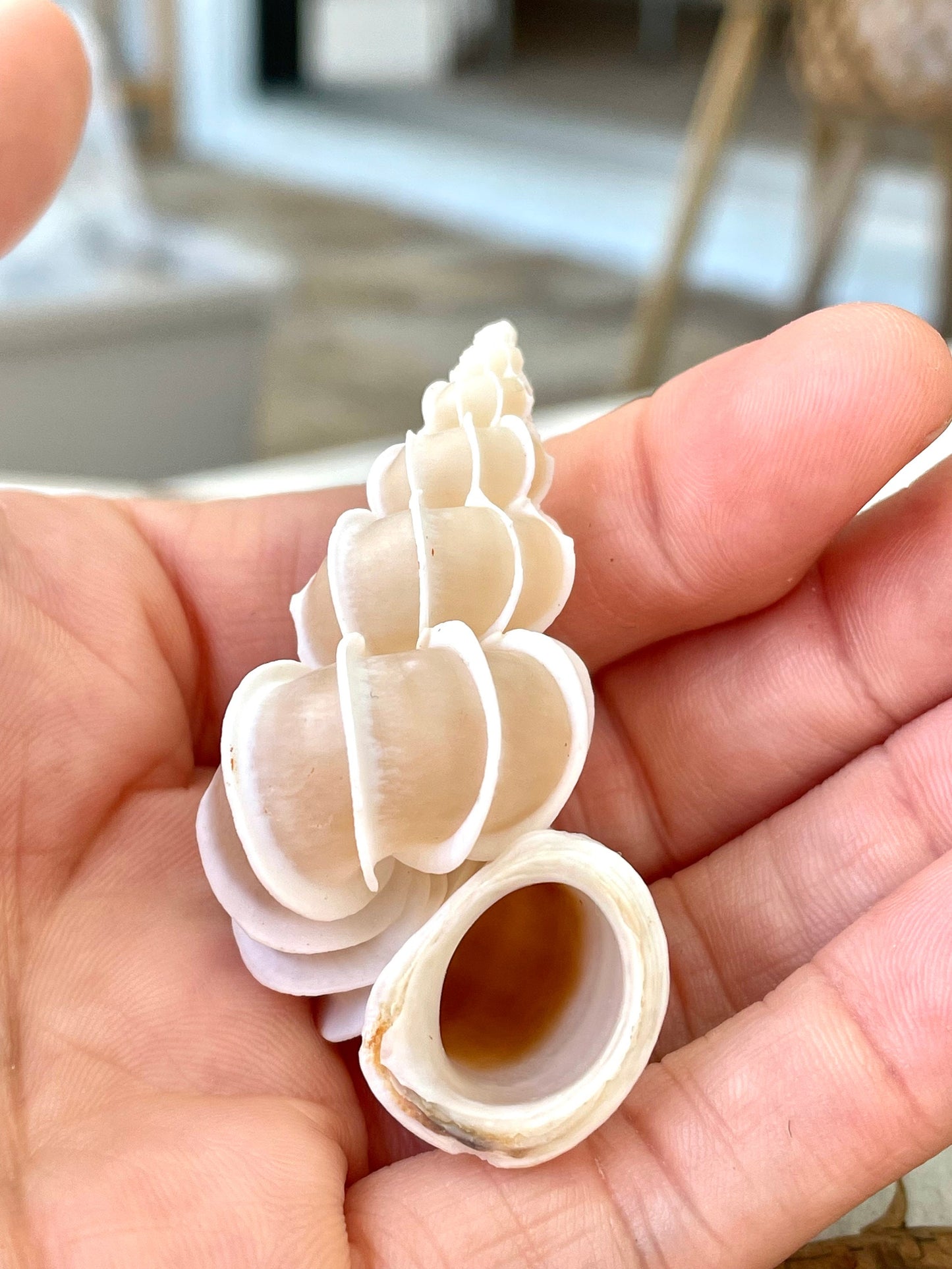 PRECIOUS WENTLETRAP Shell *All Sizes* Natural Light Beige White Seashell Collectors Display Beach Home Décor Coastal Epitonium Scalara