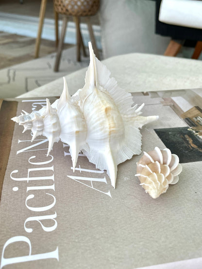 PRECIOUS WENTLETRAP Shell *All Sizes* Natural Light Beige White Seashell Collectors Display Beach Home Décor Coastal Epitonium Scalara