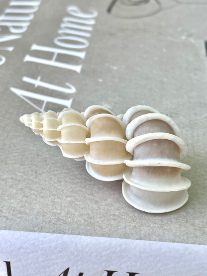PRECIOUS WENTLETRAP Shell *All Sizes* Natural Light Beige White Seashell Collectors Display Beach Home Décor Coastal Epitonium Scalara