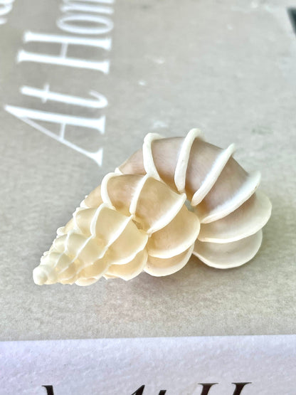 PRECIOUS WENTLETRAP Shell *All Sizes* Natural Light Beige White Seashell Collectors Display Beach Home Décor Coastal Epitonium Scalara