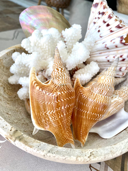 LISTER CONCH SHELL *All Sizes* Natural Brown White Display Seashell Mollusk Mirabili strombus Listeri