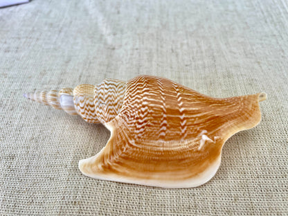 LISTER CONCH SHELL *All Sizes* Natural Brown White Display Seashell Mollusk Mirabili strombus Listeri