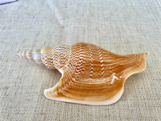 LISTER CONCH SHELL *All Sizes* Rare Natural Brown White Display Seashell