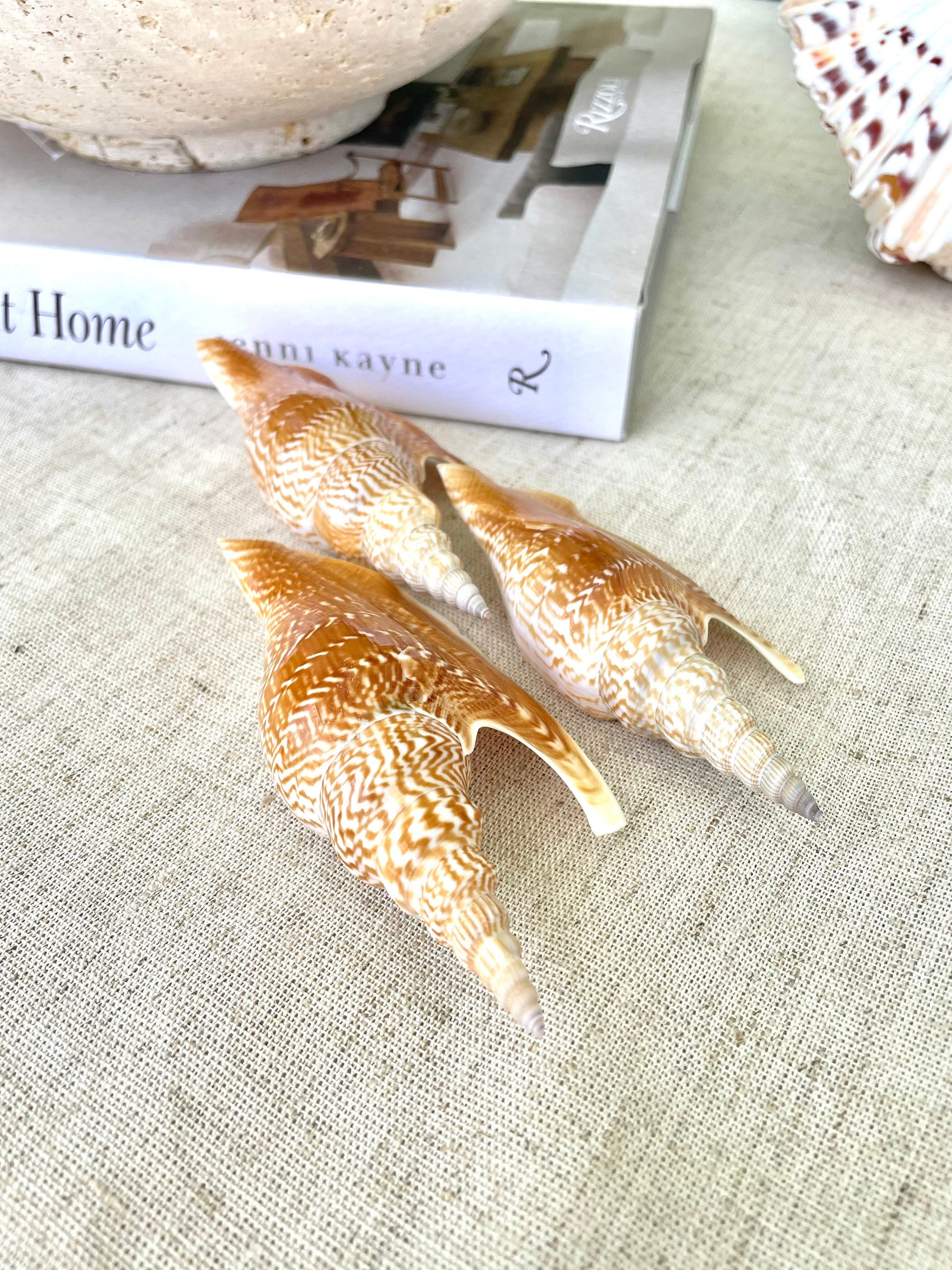 LISTER CONCH SHELL *All Sizes* Natural Brown White Display Seashell Mollusk Mirabili strombus Listeri