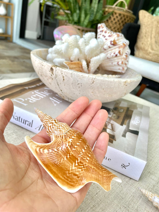 LISTER CONCH SHELL *All Sizes* Natural Brown White Display Seashell Mollusk Mirabili strombus Listeri