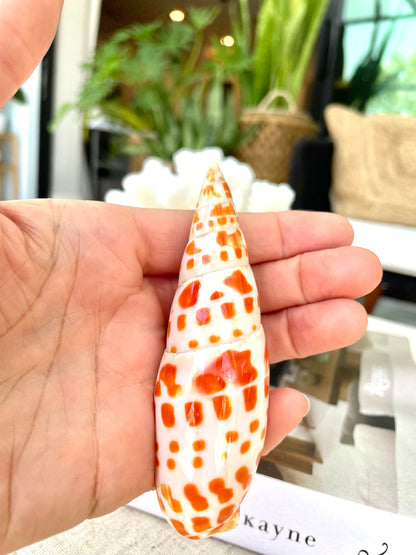 SPOTTED MITER SHELL *All Sizes* Unique Orange White Display Seashell Beach Décor