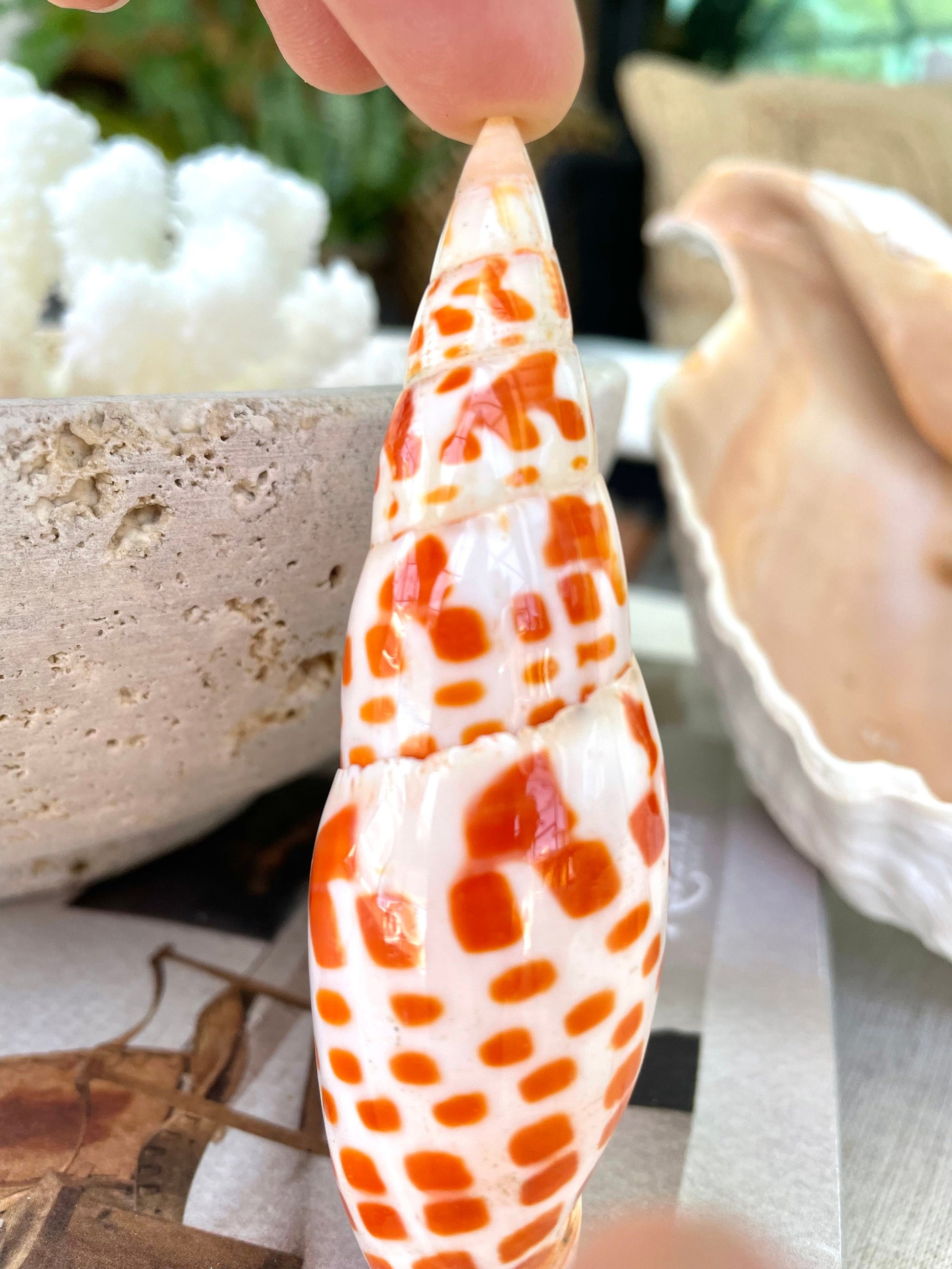 100% Natural REAL XL 2.5-6" You Pick Size Episcopal Miter Sea Shell POLISHED Display Specimen Collectible Orange White Coastal Crafts