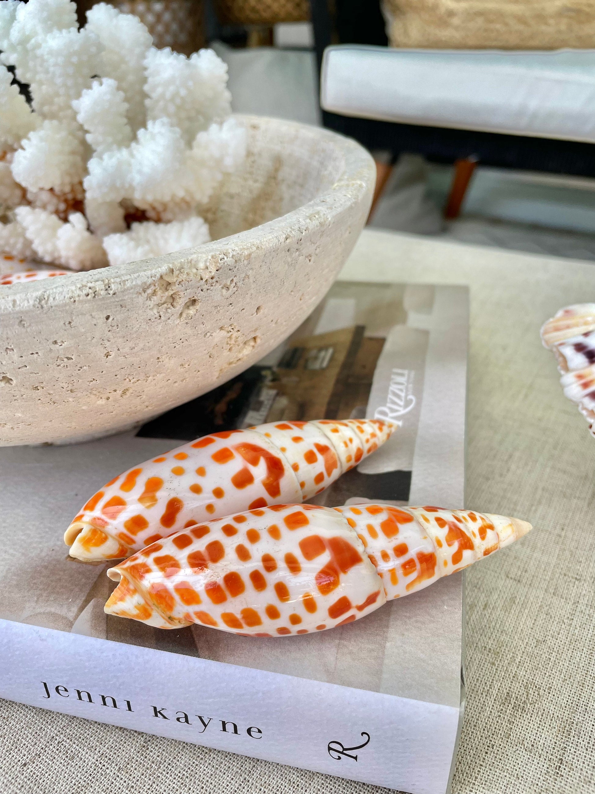 SPOTTED MITER SHELL *All Sizes* Unique Orange White Display Seashell Beach Décor