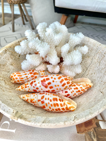 100% Natural REAL XL 2.5-6" You Pick Size Episcopal Miter Sea Shell POLISHED Display Specimen Collectible Orange White Coastal Crafts