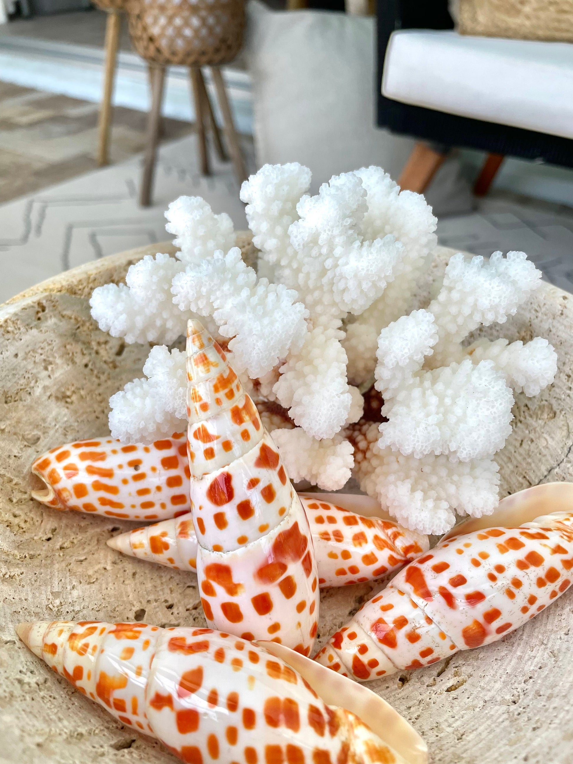 SPOTTED MITER SHELL *All Sizes* Unique Orange White Display Seashell Beach Décor