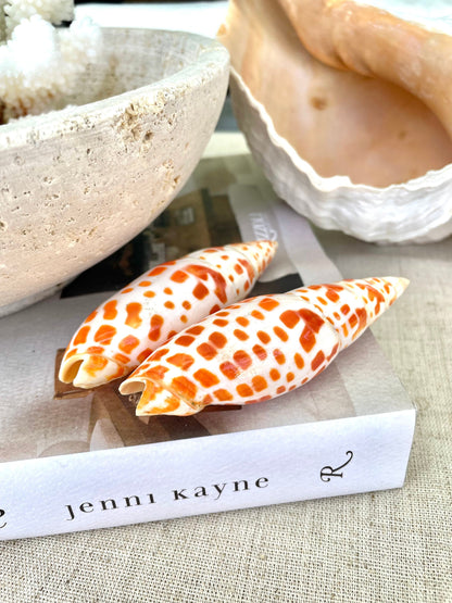 SPOTTED MITER SHELL *All Sizes* Unique Orange White Display Seashell Beach Décor