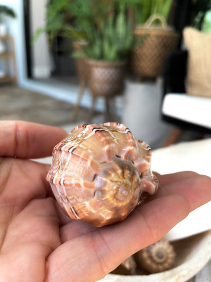 MAJOR HARP SHELLS *All Sizes* Natural Brown Peach Striped Display Seashell Coastal Décor